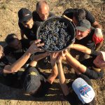2016 HARVEST harvest 2017 vintage organic wine languedoc hérault